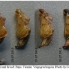 nep rivularis pupa6 volg21